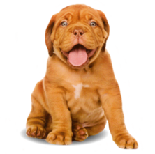 Cachorro da Homeocão